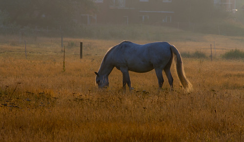 horse sun color sunrise moody rise beatiful