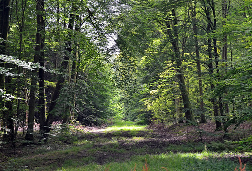 france 02 arbre forêt 2012 picardie aisne longpont forêtderetz