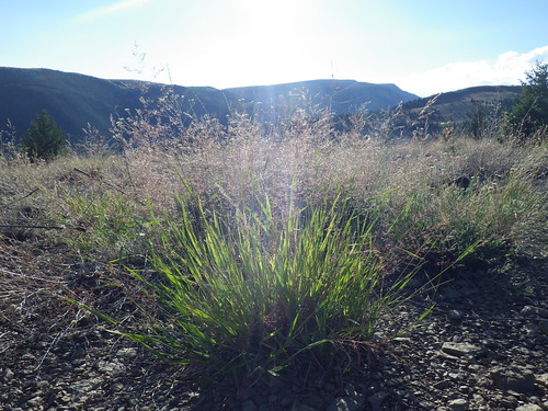grass montana habit habitat poaceae perennial lostcreek inflorescence introduced rhizomatous coolseason creepingbentgrass agrostisstolonifera aveneae