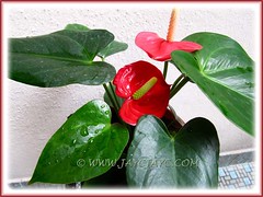 Newly added Anthurium andraeanum to our courtyard, a dwarf variety with red spathe and yellow spadix