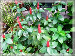 A clump of Costus woodsonii (Red Button Ginger) at our inner garden border - July 22 2012