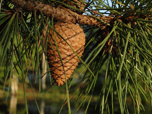 summer tree green nature water pine sunrise newjersey cone outdoor nj marsh campground portrepublic mullicariver collinscove болота ньюджерси palustrinewetlands chestnutlake честнатлейк
