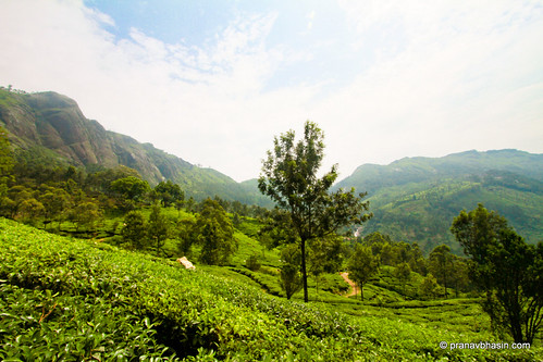 green beautiful tea hills teagarden hillstation munnar tealeaves