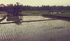 Rice fields, Ubud, Indonesia