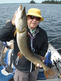 Great Northern Pike