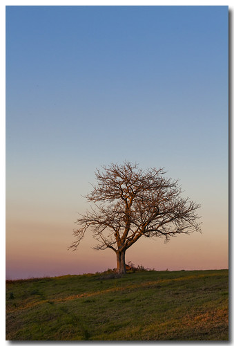 sunset colour tree canon landscape rainbow twilight brisbane 70200 southeastqueensland mountmee 5dmarkii