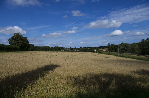 field crop summertime wiltshire crofton
