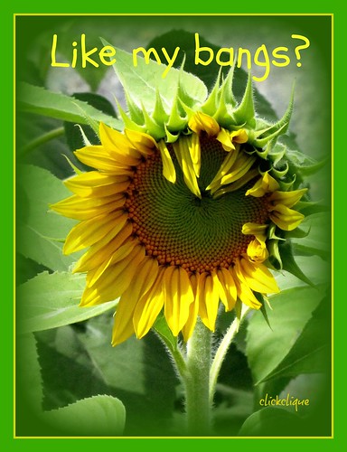 friends summer flower green yellow garden sunflower bej citritbestofyours brillianteyejewels likemybangs