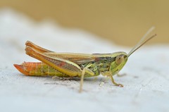 Euchorthippus declivus male - Photo of Les Prés