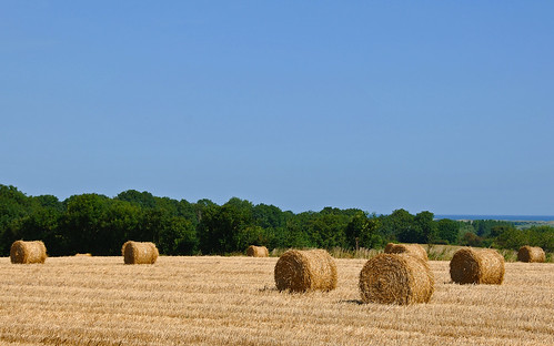 france field rural haystacks hay agriculture normandy mytriptoeurope d913 normancountryside outsidestemariedumont
