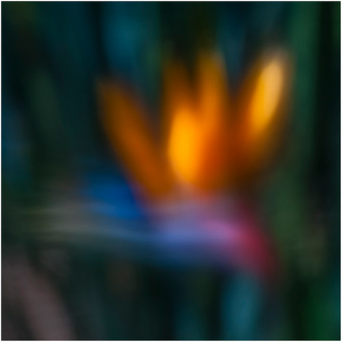 flower nature nikon brian australia birdofparadise queensland impressionism impressionist aston toowoomba strelitzia d90 craneflowers brianaston whiptail2011