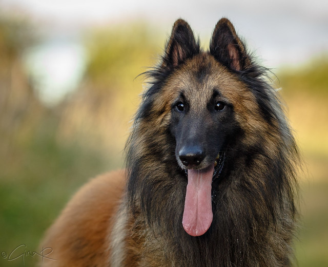 Belgian Laekenois Pictures and Informations - Dog-Breeds.com