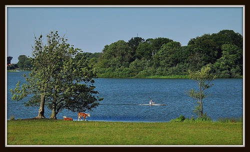 lake water landscape denmark cow nikon cows danmark nikond5000
