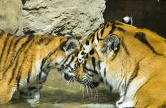 Tiger cub and mom