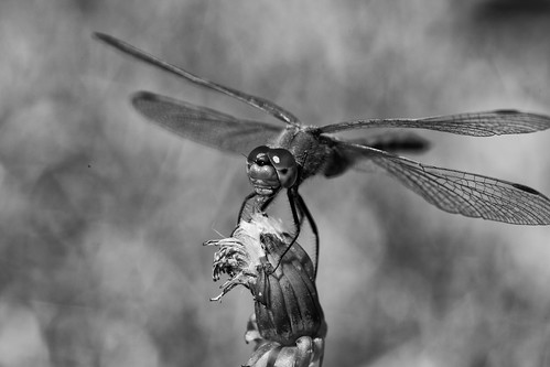 blackandwhite bw white black canon dragonfly 5d saskatchewan dandilion speers