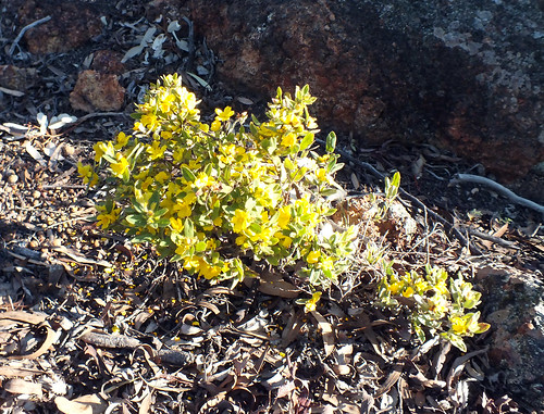 black flower landscape spring fuji blossom dana australia retreat western wattle hs20 toodyay exr iwachow