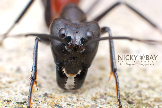 Giant forest ant (Camponotus gigas?) - DSC_7153
