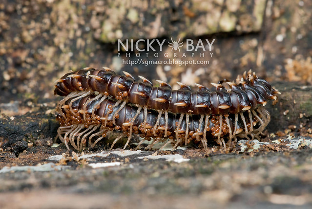 Millipede (Paradoxosomatidae) - DSC_1374