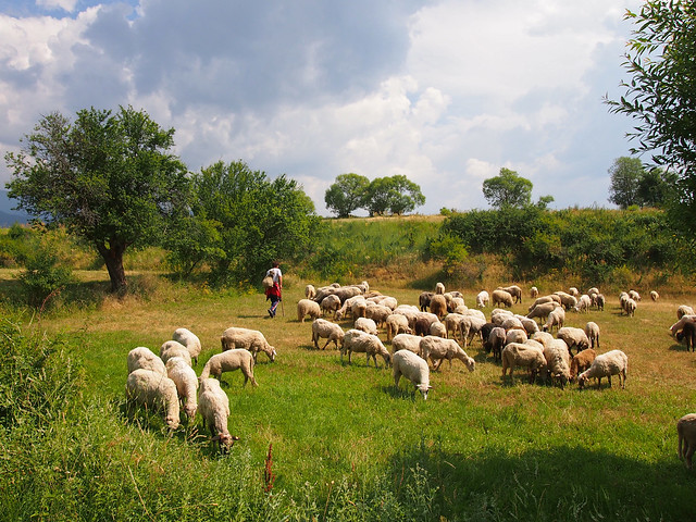 Sheep herd in Bulgaria