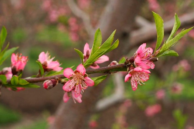 blossoms on tree