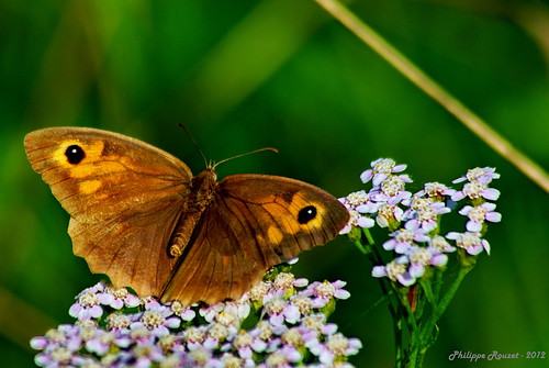 macro photo papillon forêt insecte compiègne maniolajurtina lépidoptère macrophotographie maniola jurtina domaniale myrtil