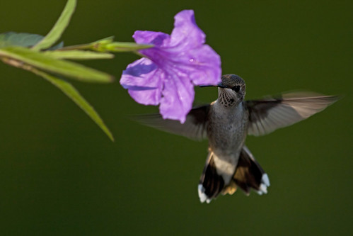 bird hummingbird ave colibrí archilochuscolubris rubythoratedhummingbird colibrígargantarubí colibrígorjirrubí