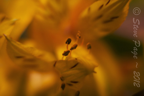 flowers blur flower sexy love yellow sex eos lily bokeh stamen stevepage extensiontube pistils peruvianlily itail ef50mmf12lusm stephenpage canon5dmarkiii