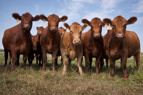 field grass minnesota corn cows beef sony sigma pasture flies steer bovine f28 19mm heifer nex7