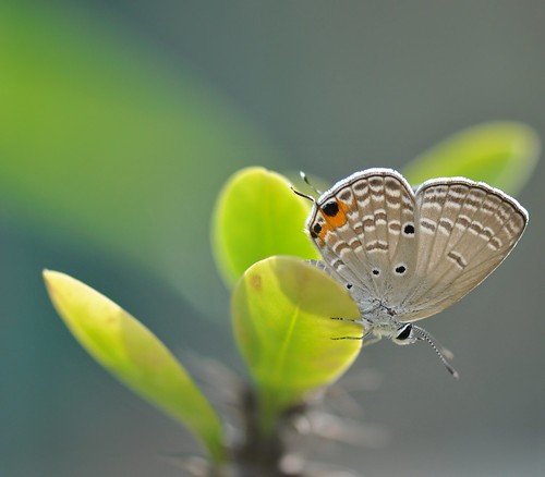 macro art butterfly garden singapore thegalaxy bestevercompetitiongroup nacadubasanayaelioti jewelfourlineblue