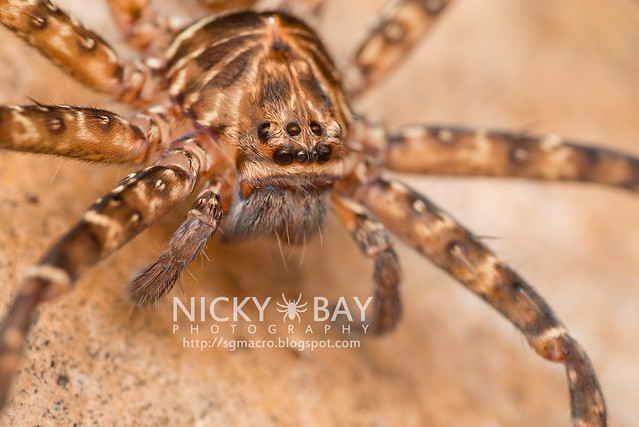 Huntsman Spider (Sparassidae) - DSC_5160