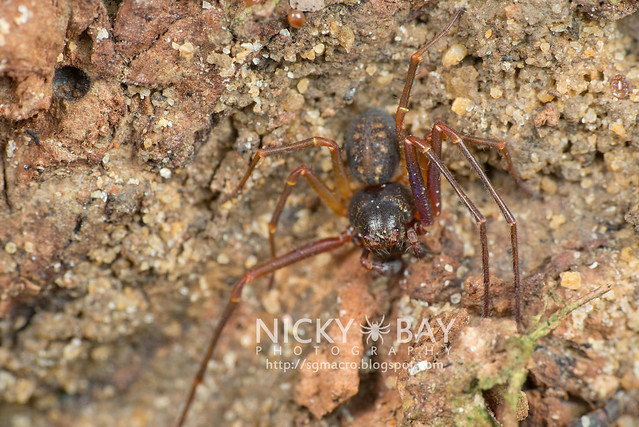 Crab Spider (Thomisidae) - DSC_1383