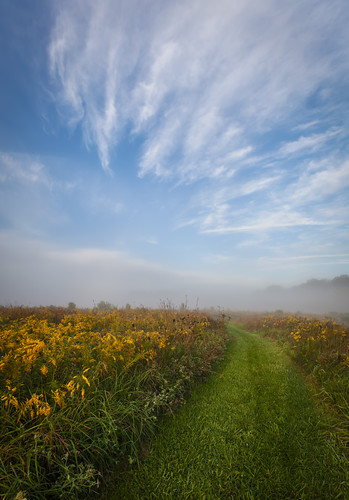 flowers mist grass fog clouds path goldenrod indiana wildflowers prairie battleground westlafayette prophetstown prophetstownstatepark