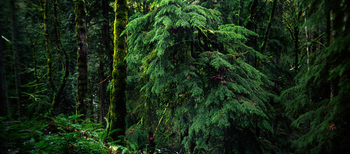 trees panorama green film oregon forest portland landscape pano pacificnorthwest lush forestpark bluemooncamera holga120pan