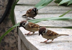 3-sparrows seen in the streets of Kuala Lumpur