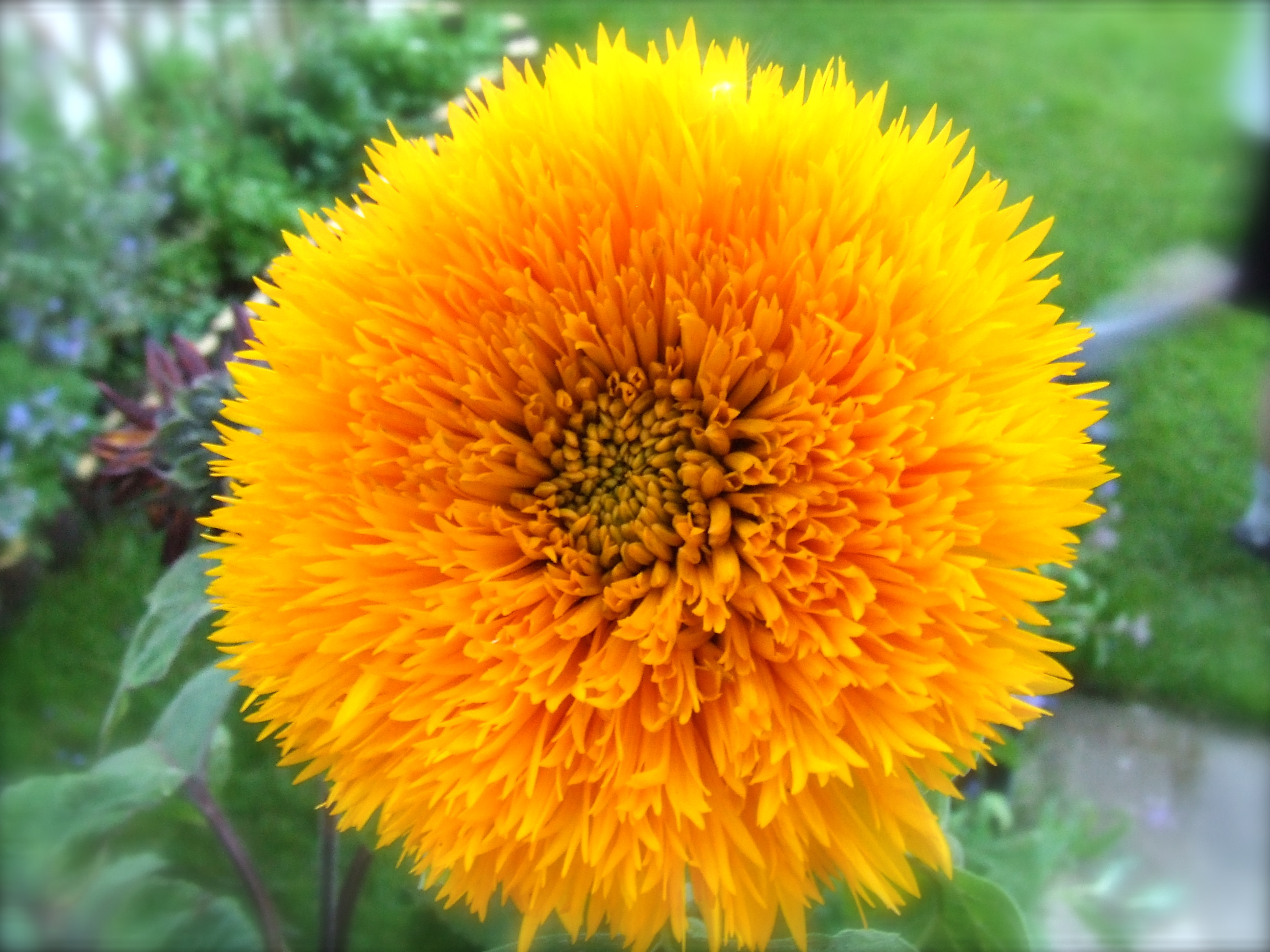 teddy bear sunflower container