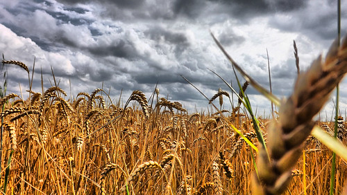 field clouds wheat ears hazel hdr ratby