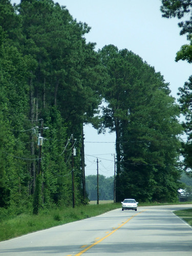 road trees green car driving powerlines lakeview