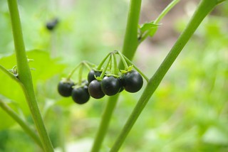 Blackberry nightshade (Solanum nigrum)