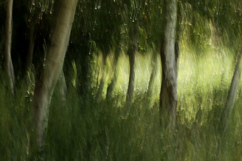 longexposure sunlight motion movement rotterdam le birches icm zonlicht berken intentionalcameramovement schiebroeksepark