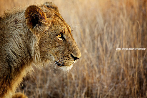 nature cat canon southafrica lion safari bigcat lions 100400mm lionsands sabisands canonef100400mmf4556lisusm canoneos5dmarkiii 5d3