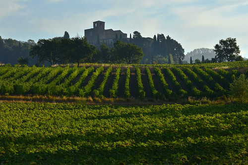 italy vineyard vines umbria