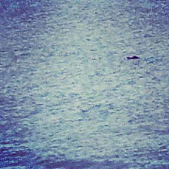 A gator in the lake. First time I'd seen that