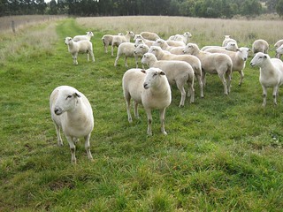 self-sheering sheep