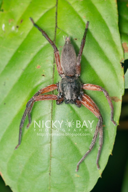 Huntsman Spider (Sparassidae) - DSC_4332