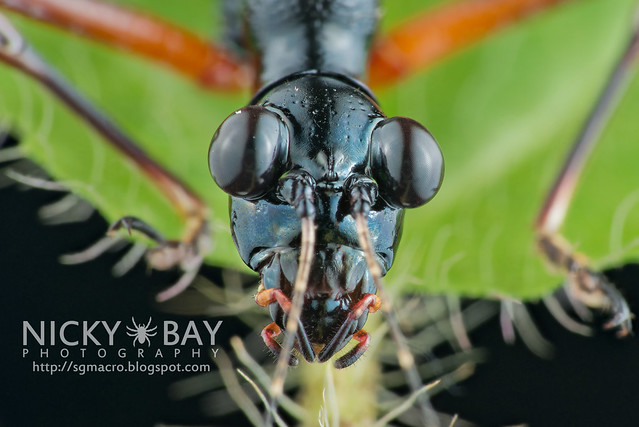 Tiger Beetle-Mimic Katydid (Condylodera tricondyloides) - DSC_1751