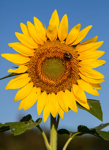 morning flowers yellow sunrise landscape photography photo newjersey unitedstates butterflies insects bluesky sunflower collecting select publish herbaceous floriculture frankford collectionflowers publishflickr