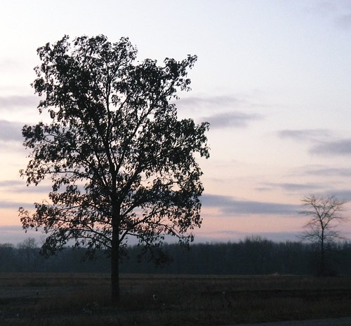sunset tree wisconsin dusk wi janesville rockcounty treesdiestandingup