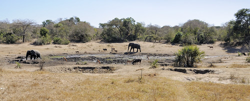 elephant landscape southafrica nikon waterhole kwazulunatal d90 nikond90 tembeelephantpark sihlenga