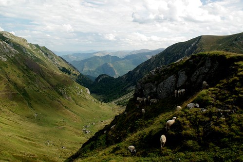 montagne mouton pyrénées pirineos ariège brebis ovin couserans