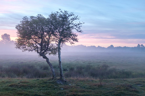 morning nebel tree morgen wacholder haselünne fog emsland sonnenaufgang sunrise niedersachsen germany de